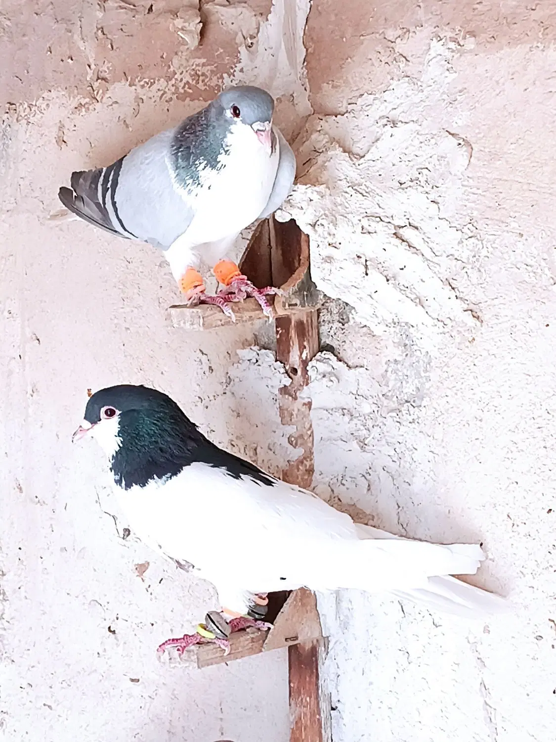 کبوتر|پرنده|شیراز, نیستان|دیوار