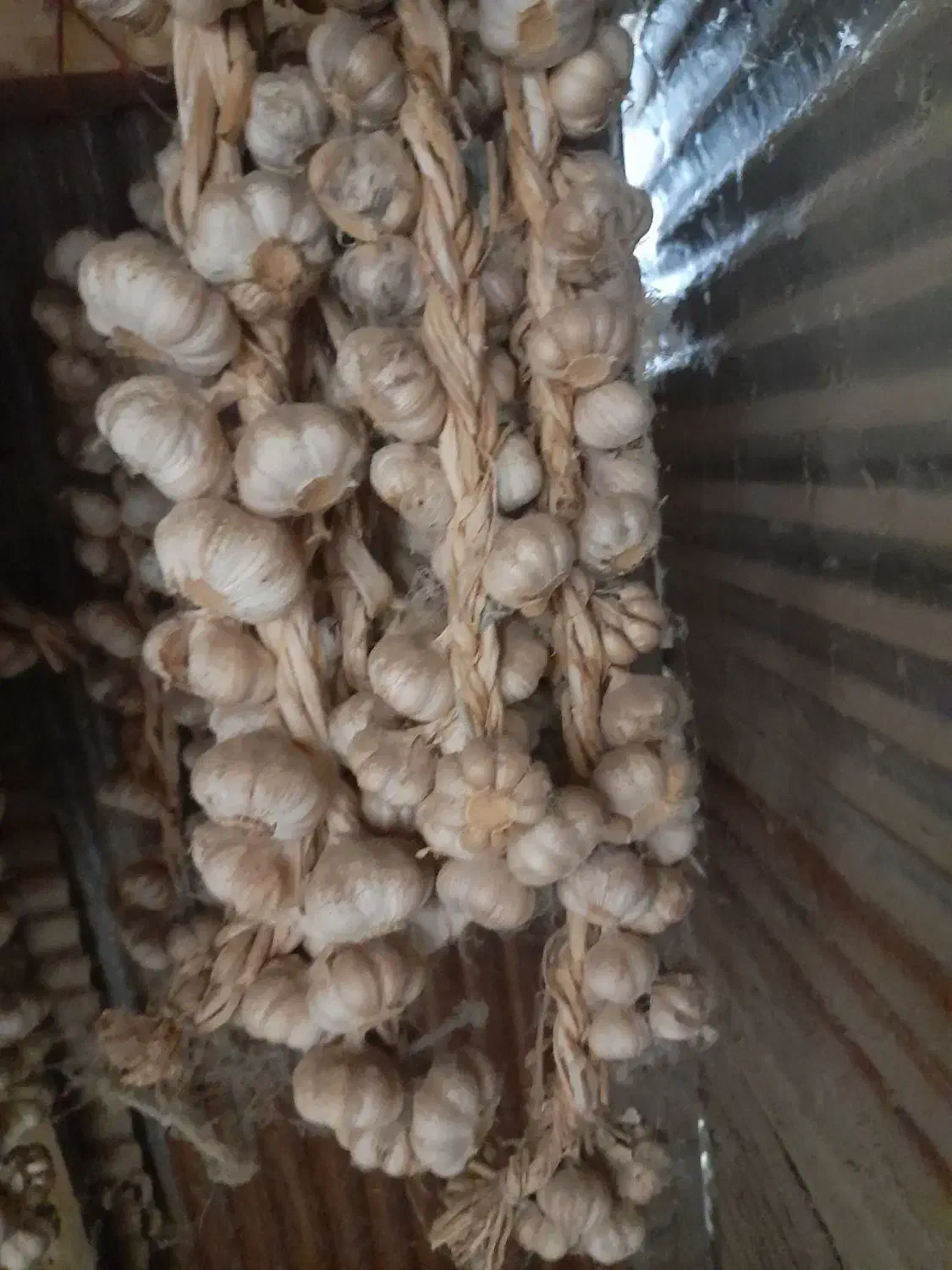 سیر محلی شیرین برای کاشتن یا خوردن|خوردنی و آشامیدنی|رشت, پل تالشان|دیوار