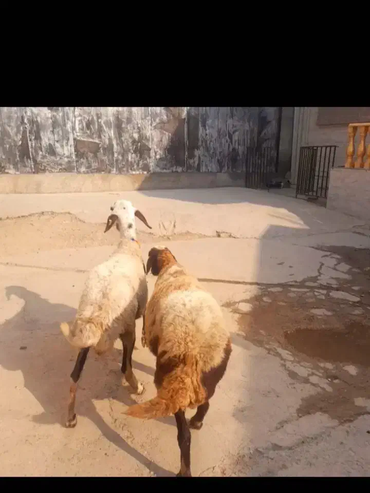 گوسفند ابس جوان بره|حیوانات مزرعه|گنبد کاووس, |دیوار