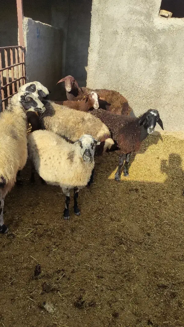 گوسفند میش چاق|حیوانات مزرعه|بشاریات, |دیوار