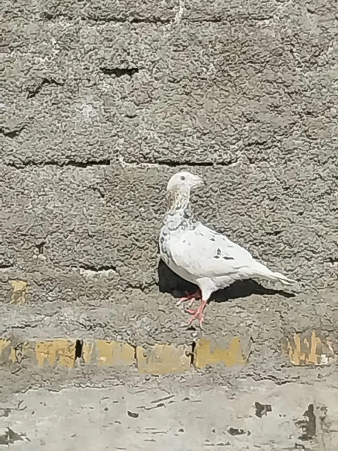 کله هما|حیوانات|تربت جام, تیپ ۳۸ زرهی تربت جام|دیوار