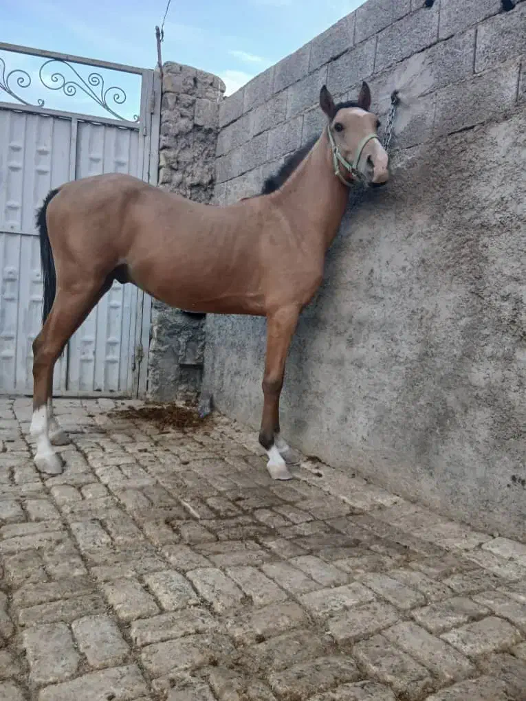 اسب ۲ ساله|اسب و تجهیزات اسبسواری|اصفهان, قهاب جنوبی|دیوار