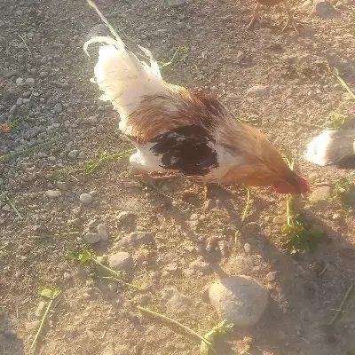 غاز و بوقلمون و خروس|حیوانات مزرعه|دره شهر, |دیوار