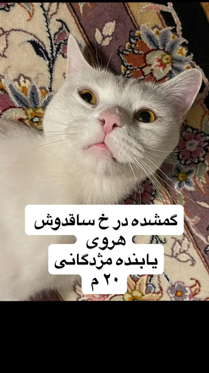 گربه گمشده|حیوانات|تهران, هروی|دیوار