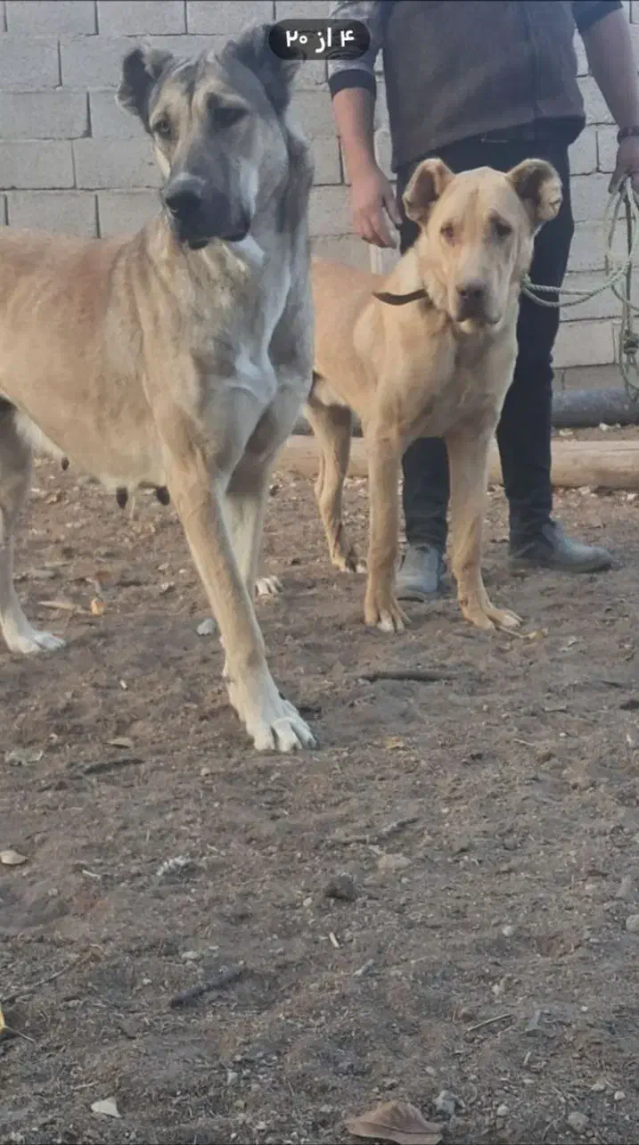 ماده|حیوانات|باسمنج, |دیوار