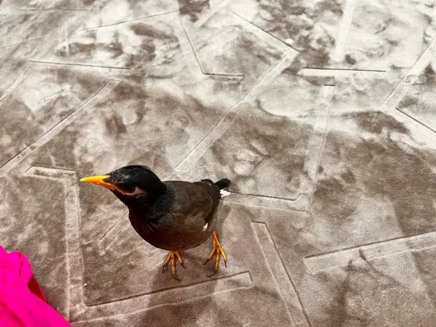 مرغ مینا|پرنده|بندرعباس, |دیوار