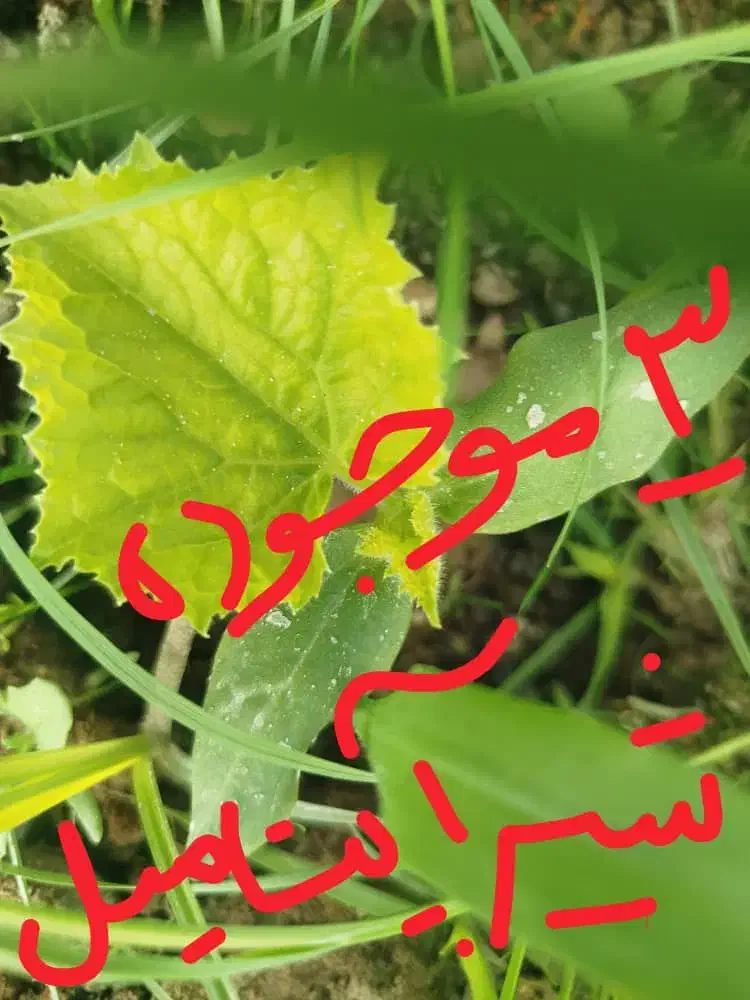 گل ۲۵۰|گل و گیاه طبیعی|سراوان, |دیوار