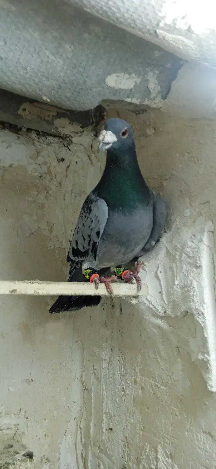 کفتر بوم|حیوانات|مشهد, اروند|دیوار