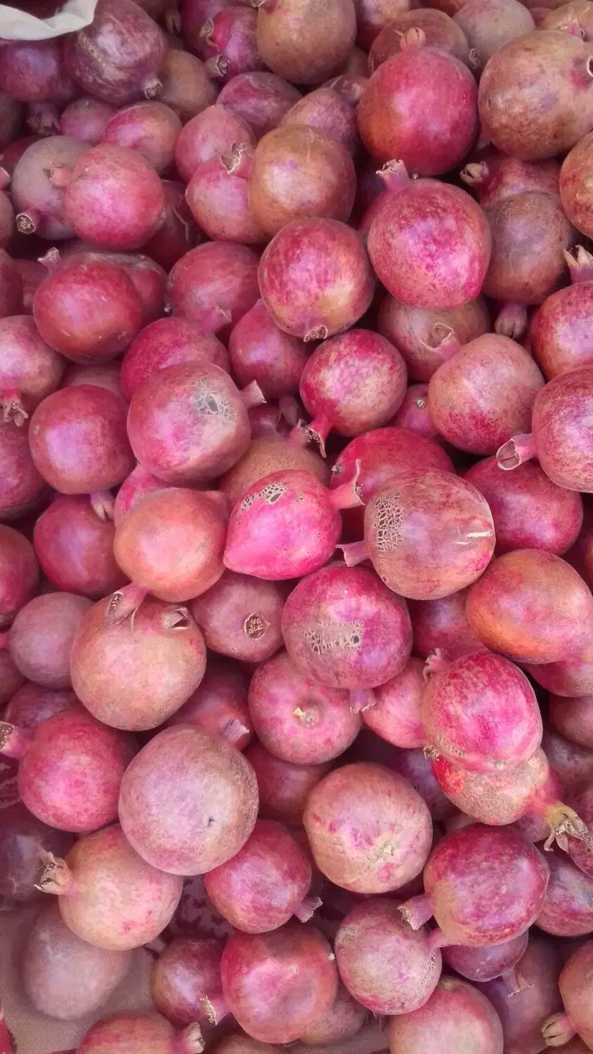 انار فردوس|خوردنی و آشامیدنی|اسلامیه, |دیوار