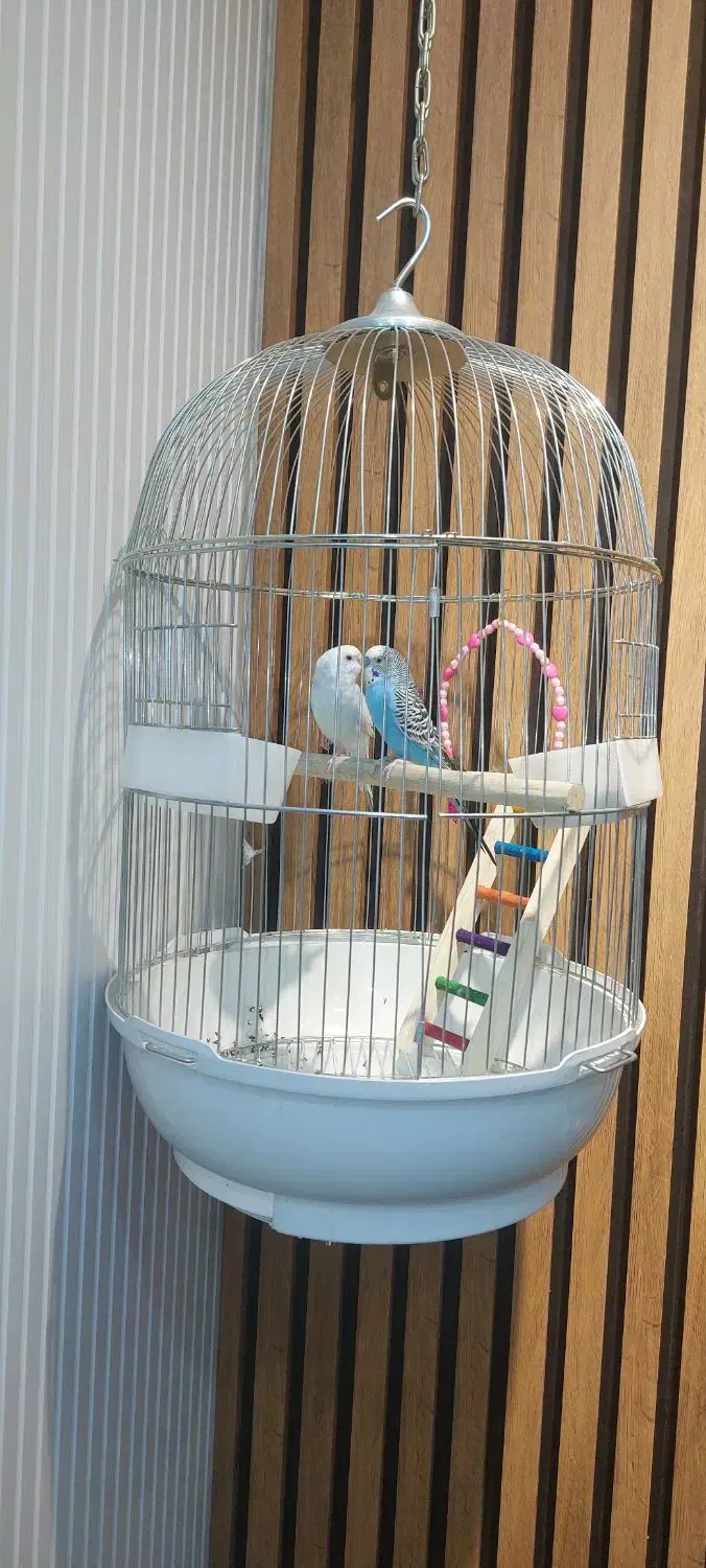 مرغ عشق نروماده جفت|پرنده|تهران, پرستار|دیوار