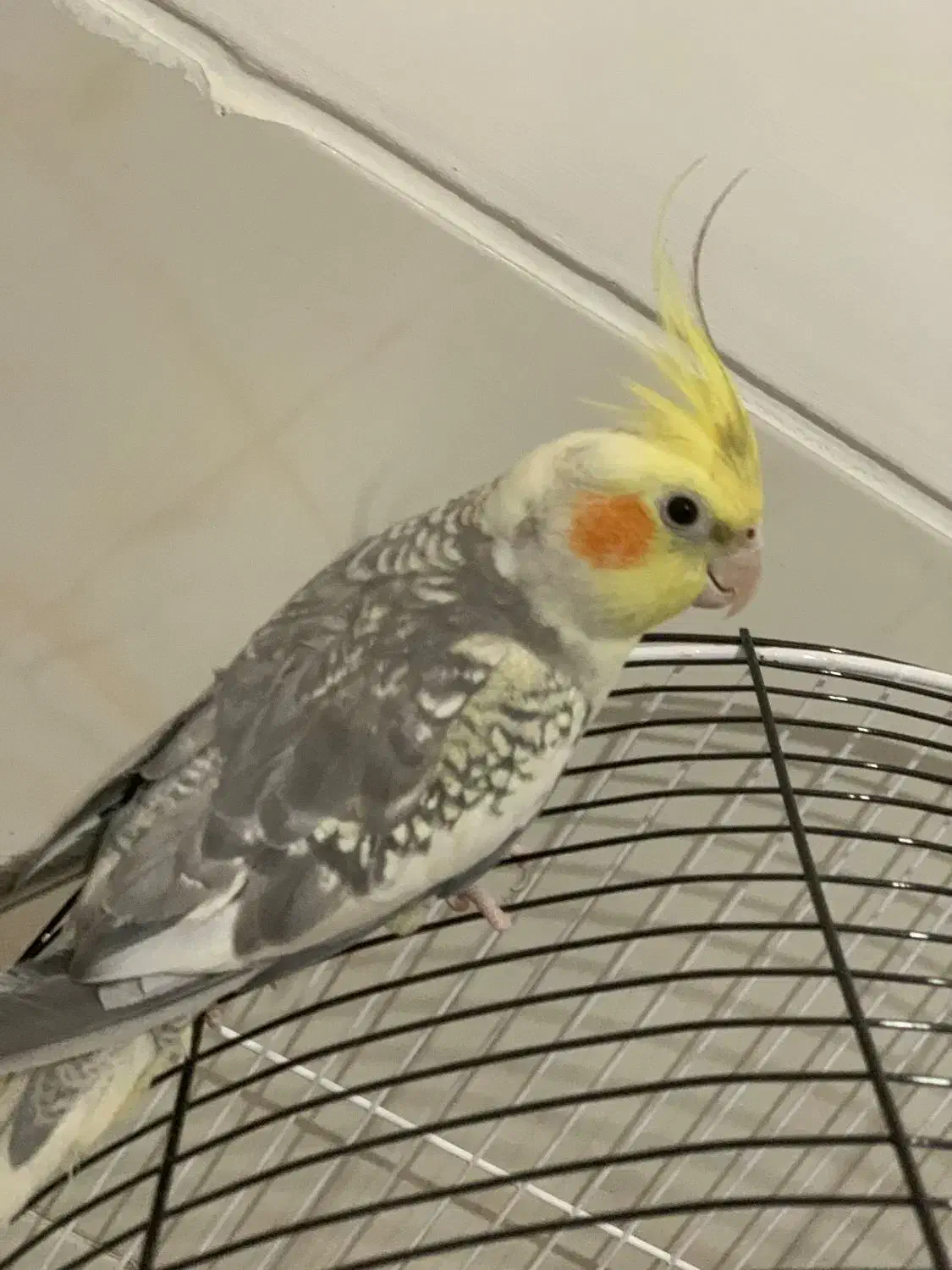 عروس هلندی|پرنده|شیراز, فاضل|دیوار