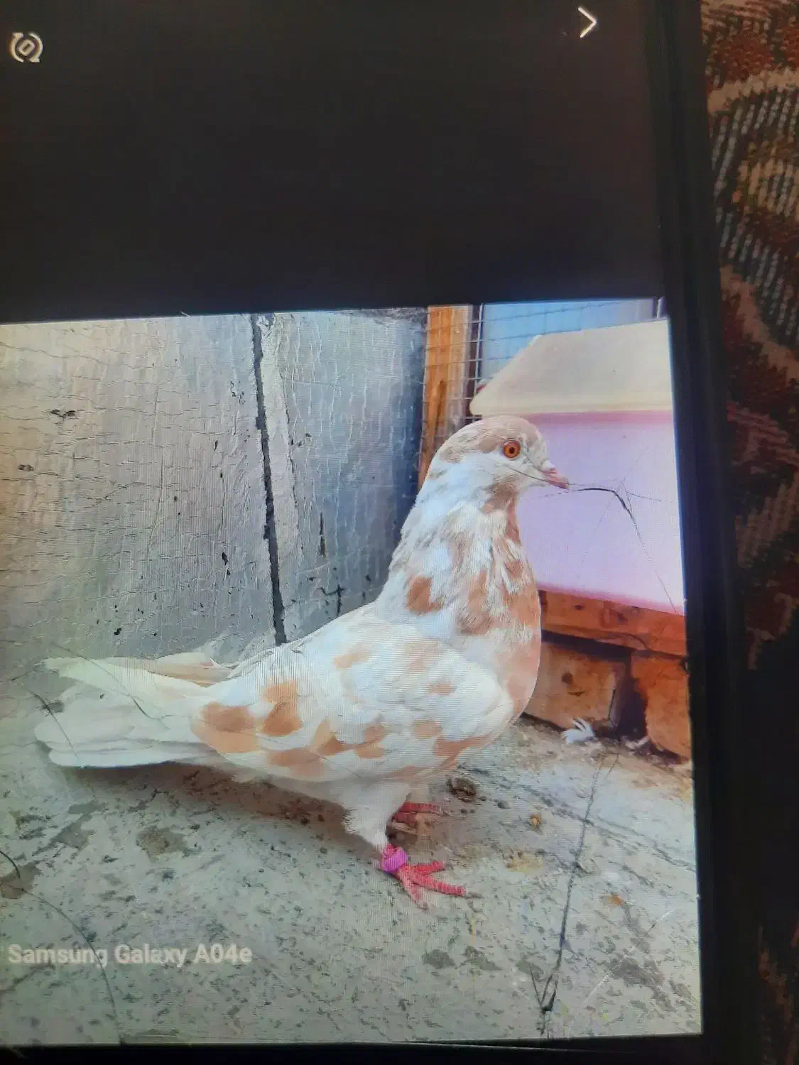 ۷ عدد کبوتر پرشی گرفتنی|پرنده|سمنان, |دیوار