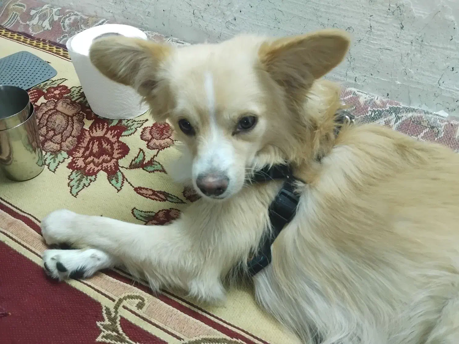 گمشده|حیوانات|شیراز, بالا کفت|دیوار