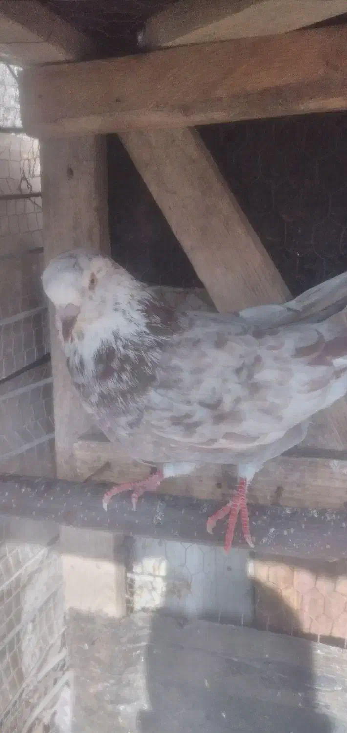 کبوترپرشی|پرنده|املش, |دیوار