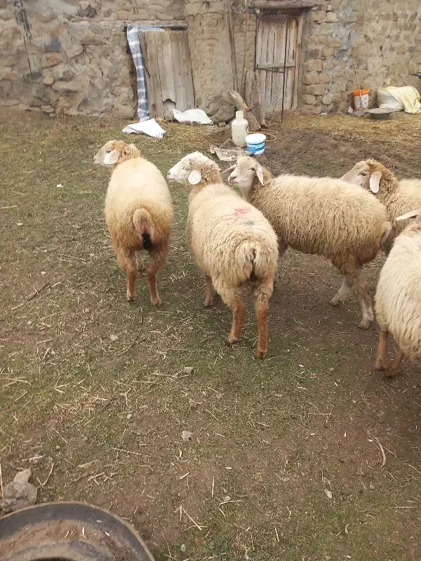 بره ماده|حیوانات مزرعه|آبش احمد, |دیوار