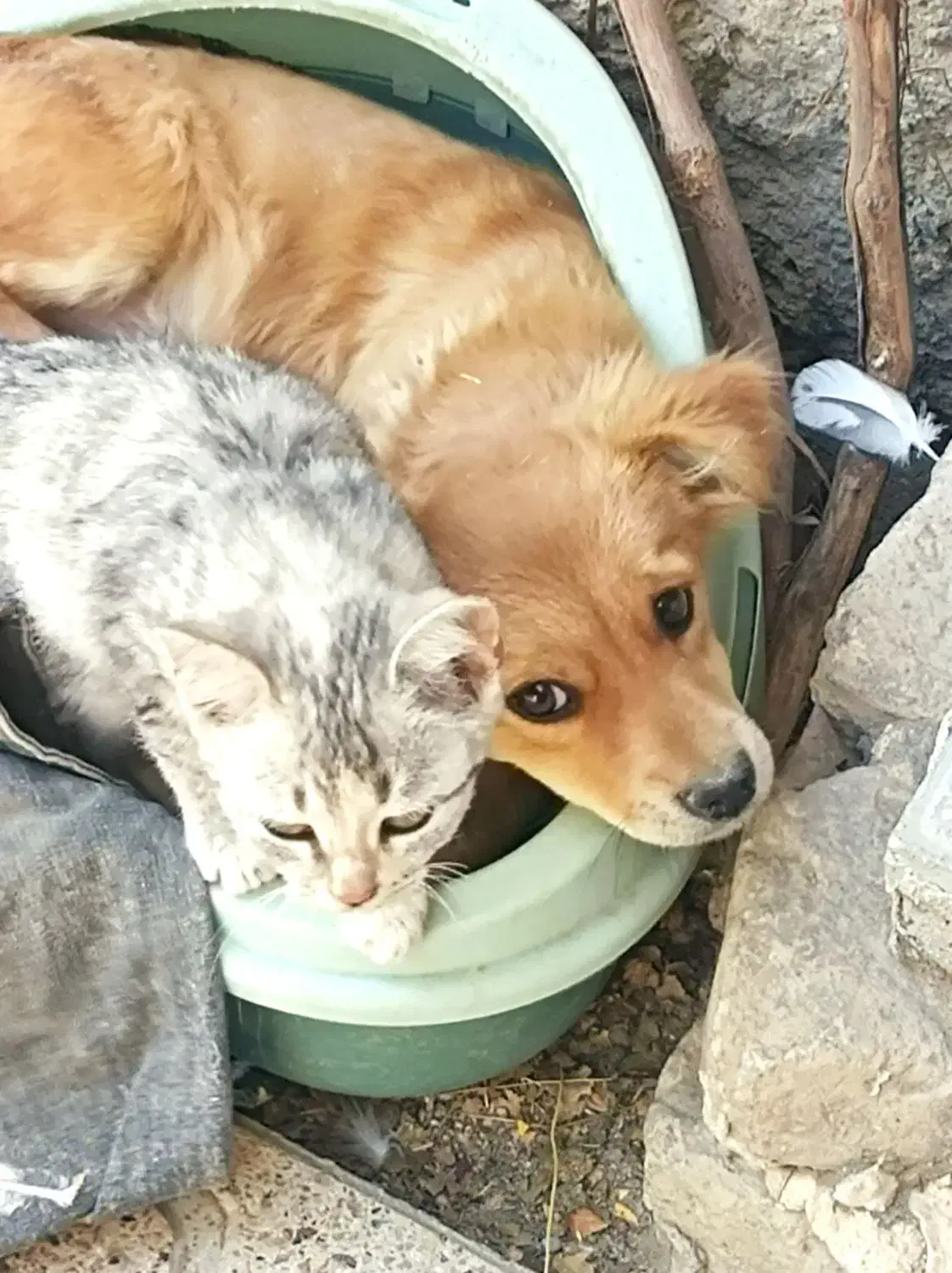 سگ پاکوتاه دهن پاک|سگ|قوچان, |دیوار