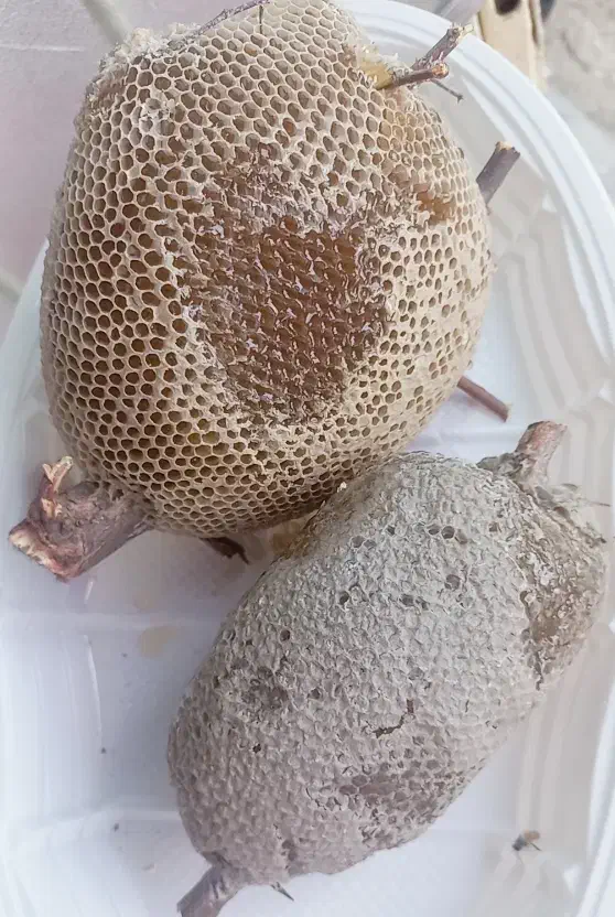 عسل وحشی درمانی|آرایشی، بهداشتی، درمانی|قم, سیدان|دیوار