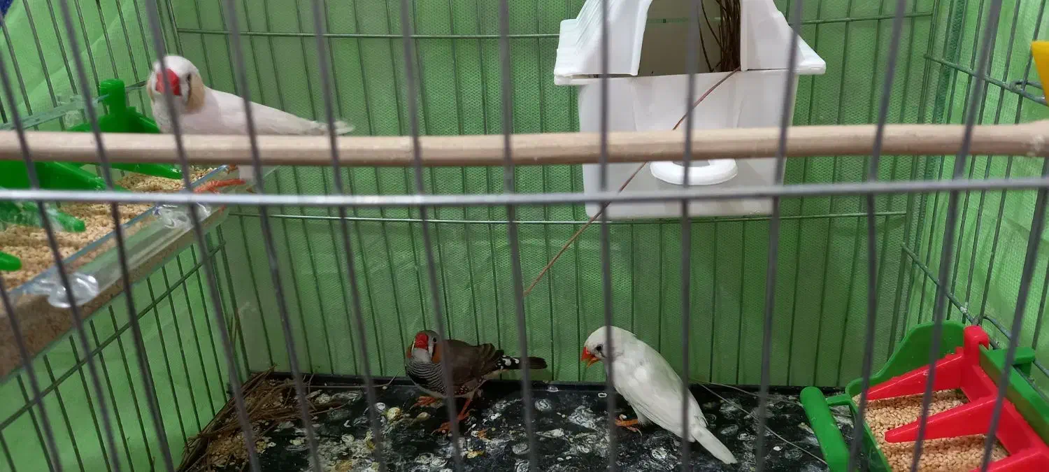 فنج|پرنده|خرمآباد, |دیوار