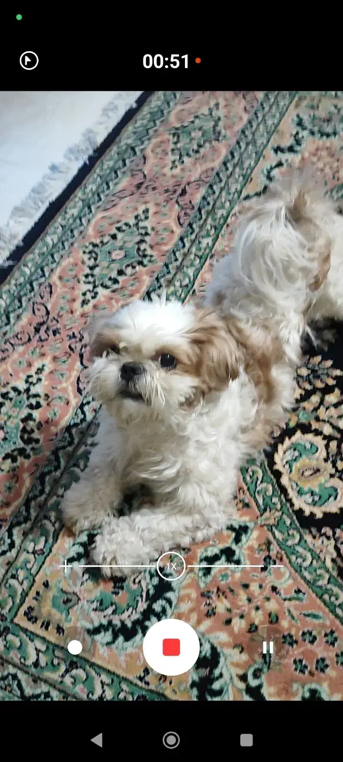 سگ دوست داشتنی به خانواده خوب واگذار میشه|سگ|فردیس, ثابتی|دیوار