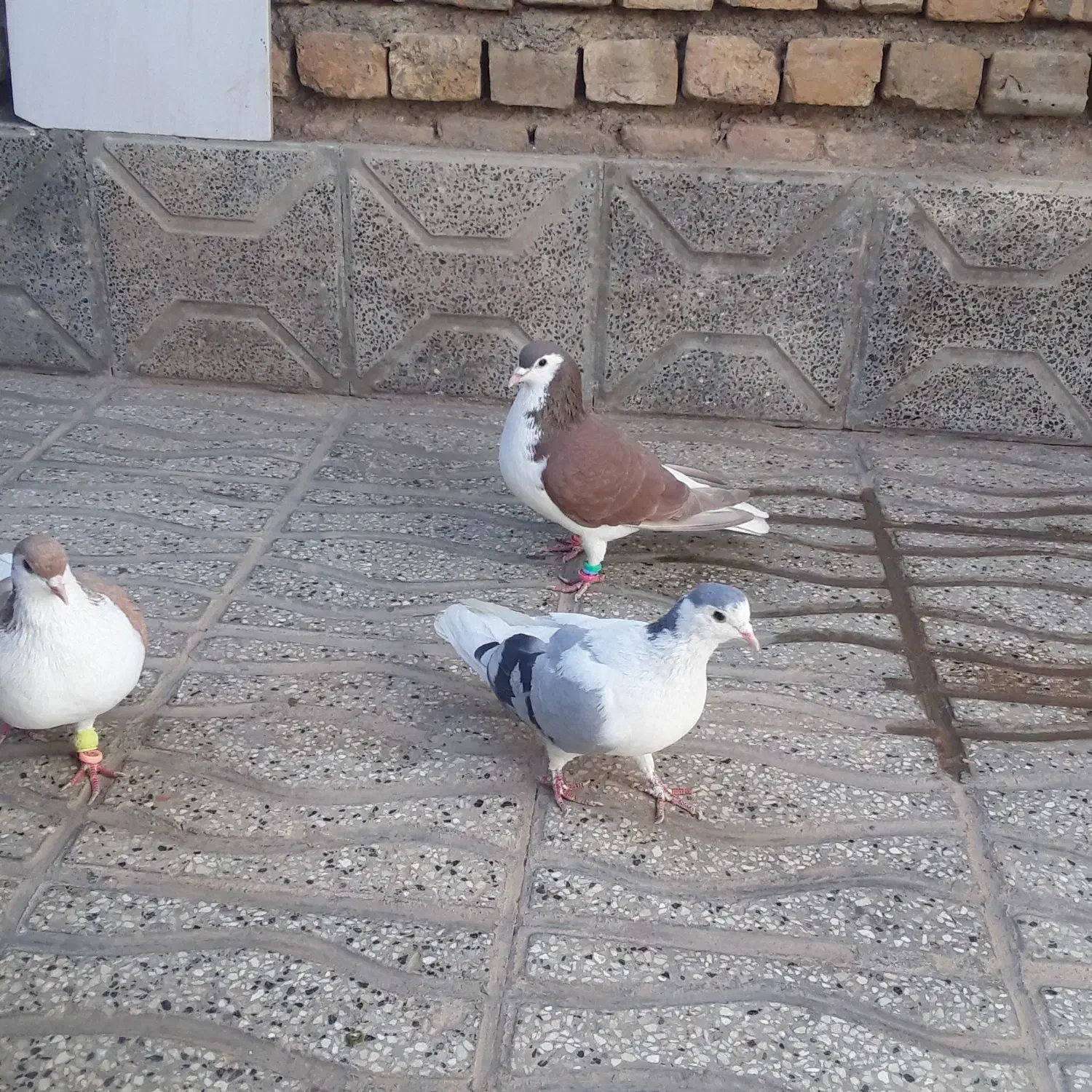 سه عدد رنگه ساده سرخ نر و ساده زرد نر بشرط|پرنده|تربتحیدریه, مسجد جامع|دیوار