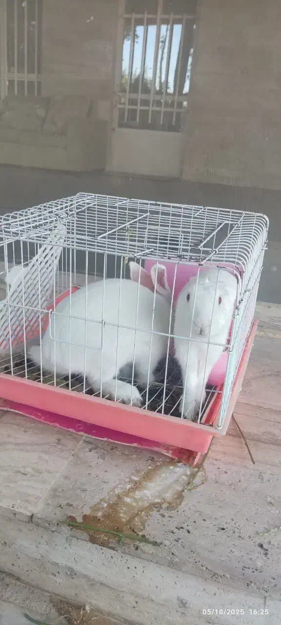 خرگوش لوپ|موش و خرگوش|مشهد, عسگریه|دیوار