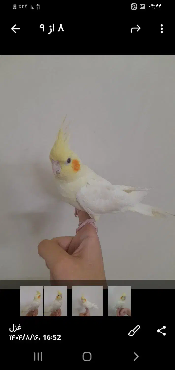 فروشی|پرنده|ابریشم, |دیوار