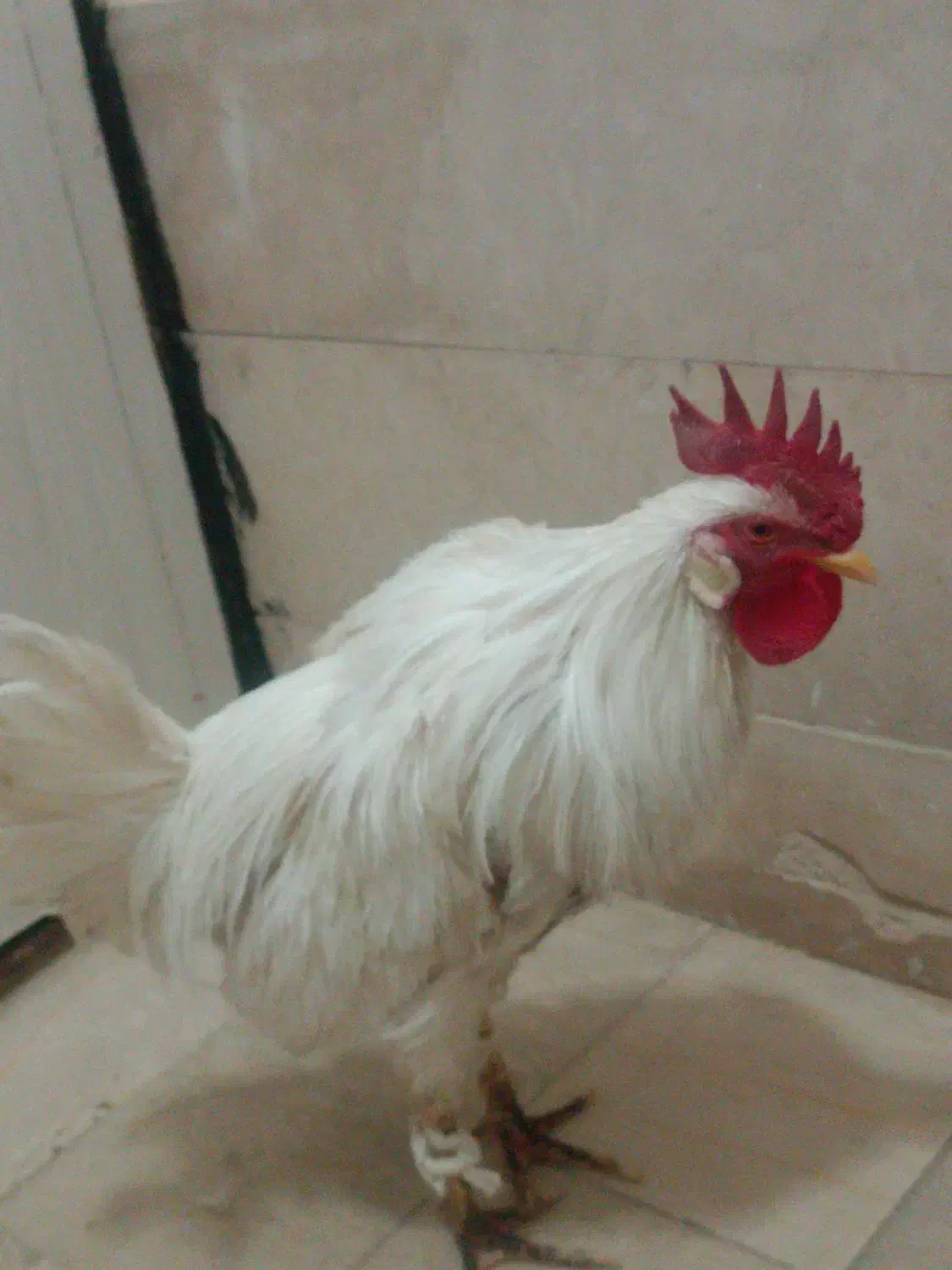 خروس|حیوانات مزرعه|تربتحیدریه, باغ سلطانی|دیوار