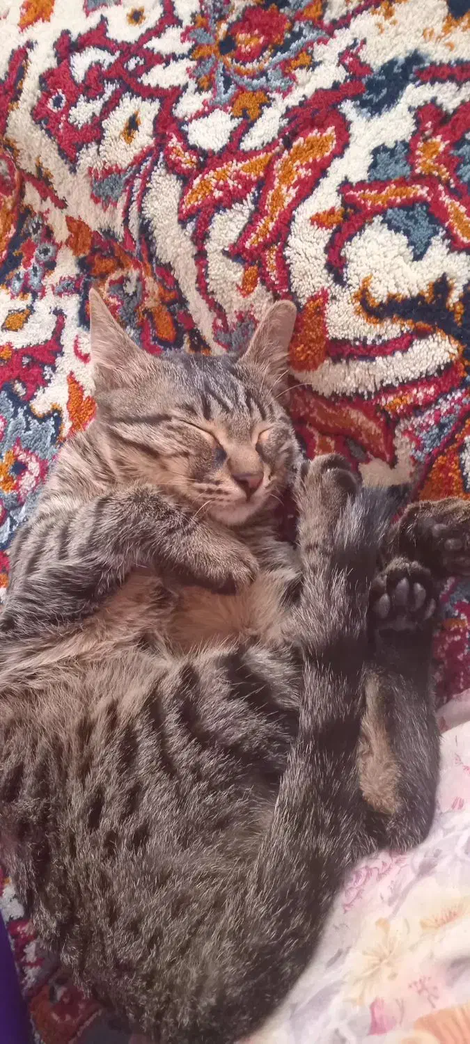 گربه ۸ماهه ماده|گربه|الیگودرز, |دیوار