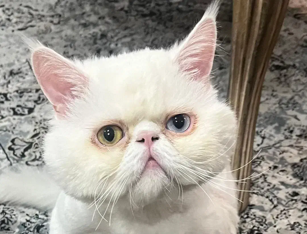 گربه پرشین و اسکاتیش|گربه|ساری, |دیوار