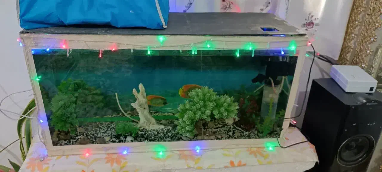 آکواریوم باهمه وسایل|ماهی|بم, |دیوار