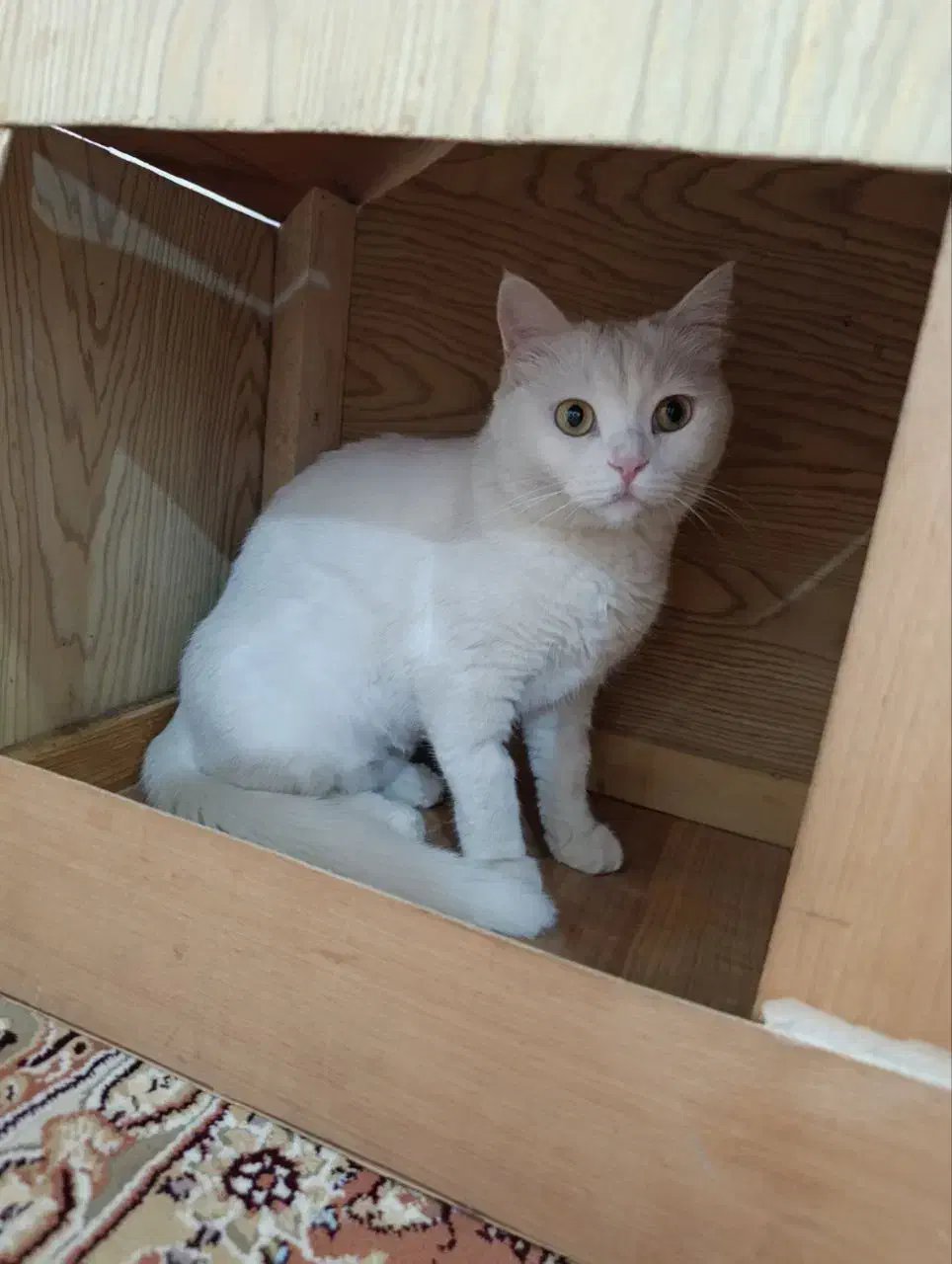 گم شده|گربه|مریوان, |دیوار