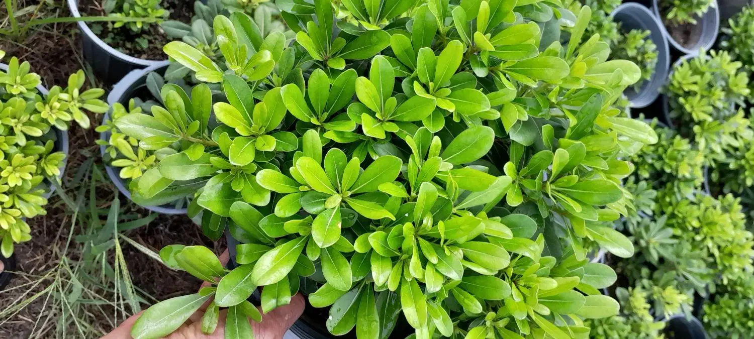 پیتسپروم نعنایی سایز بزرگ|خدمات باغبانی و درختکاری|کلاچای, |دیوار