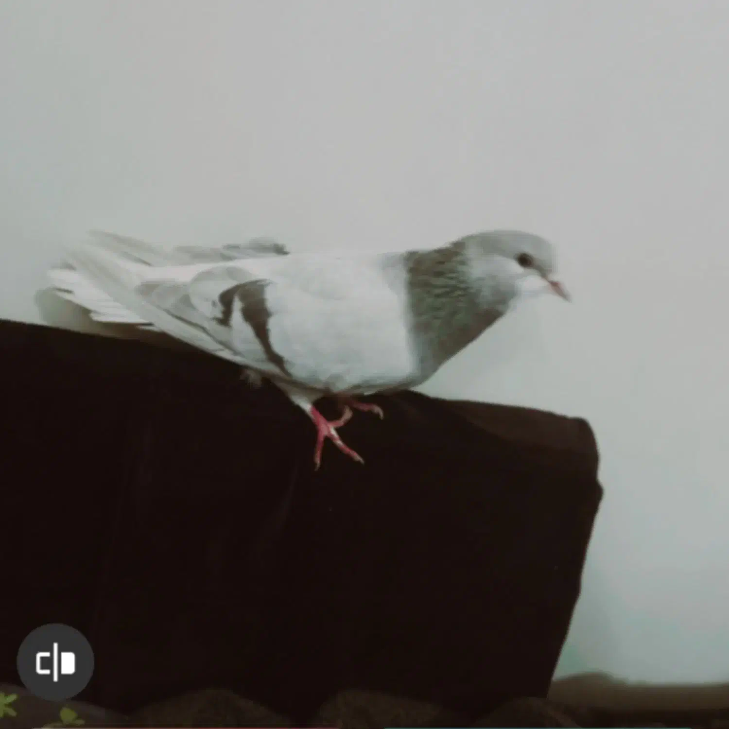 کبوتر ماده نقره ای خرقه روس دمپاک|پرنده|برخوار, |دیوار