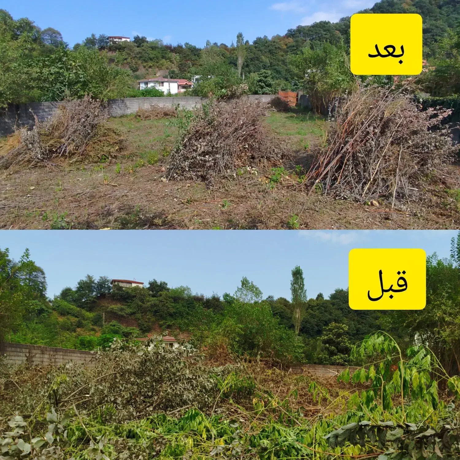 قطع درخت، فروش نهال صنوبر علفتراشی به صورت تخصصی|خدمات باغبانی و درختکاری|تنکابن, |دیوار