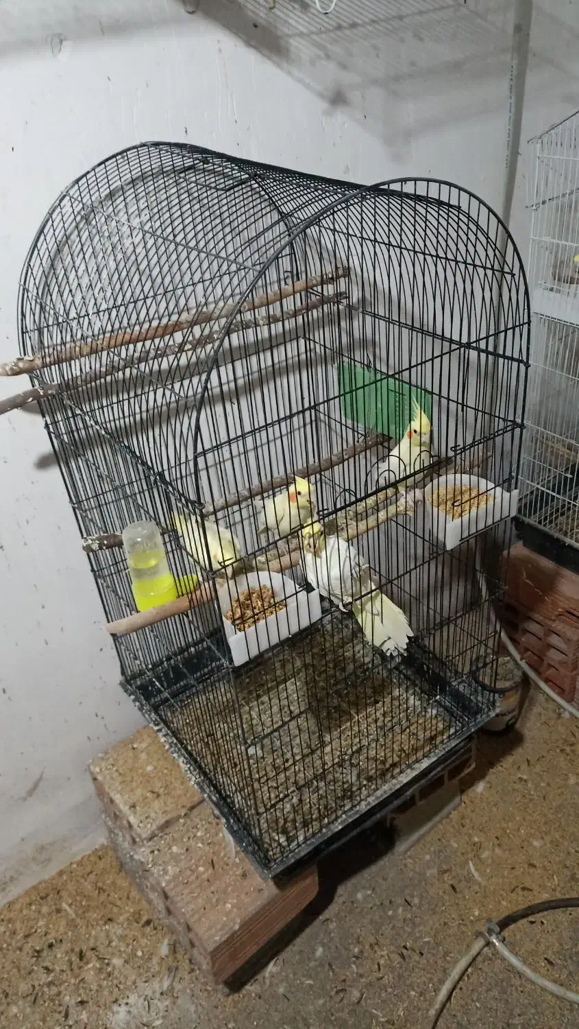 عروس هلندی|پرنده|دلند, |دیوار