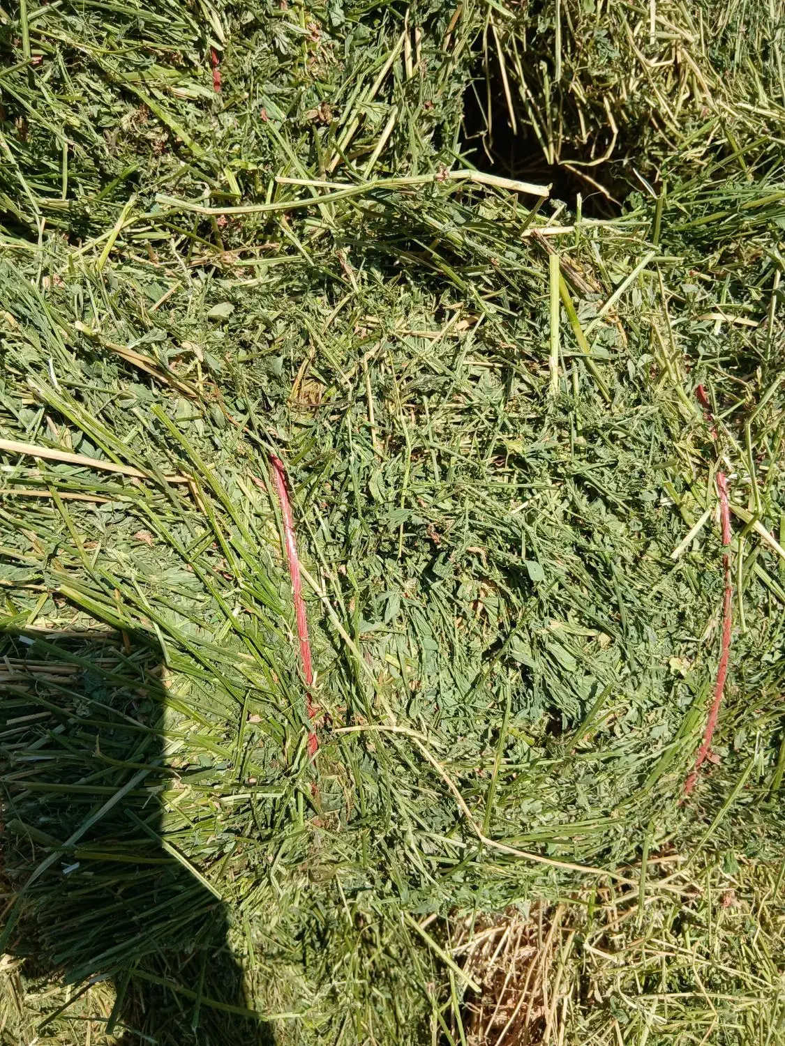 یونجه ویونجه خوردشده|لوازم جانبی حیوانات|دشتابی, |دیوار