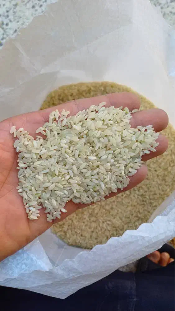 برنج کامفیروز لاشه  برنج کامفیروزی|خوردنی و آشامیدنی|یزد, |دیوار