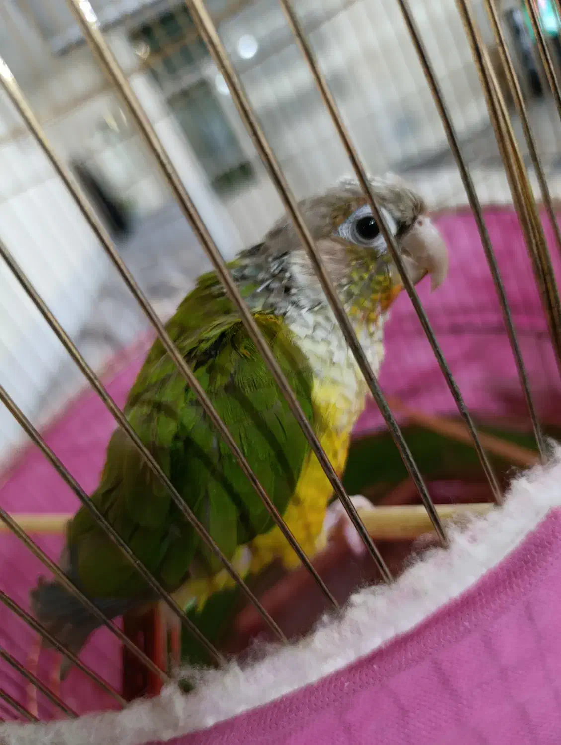 طوطی گرینچک|پرنده|شاهینشهر, گزبرخوار|دیوار