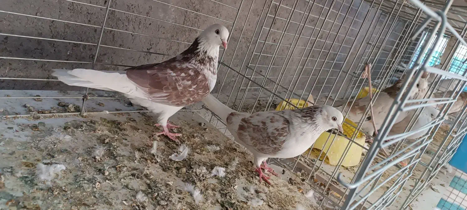 کفتر پرشی|پرنده|اردکان, |دیوار