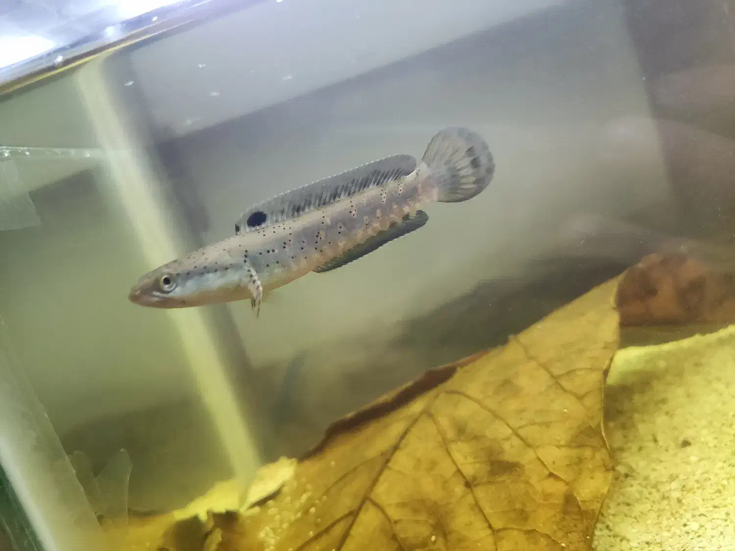 چانا|ماهی|برخوار, |دیوار