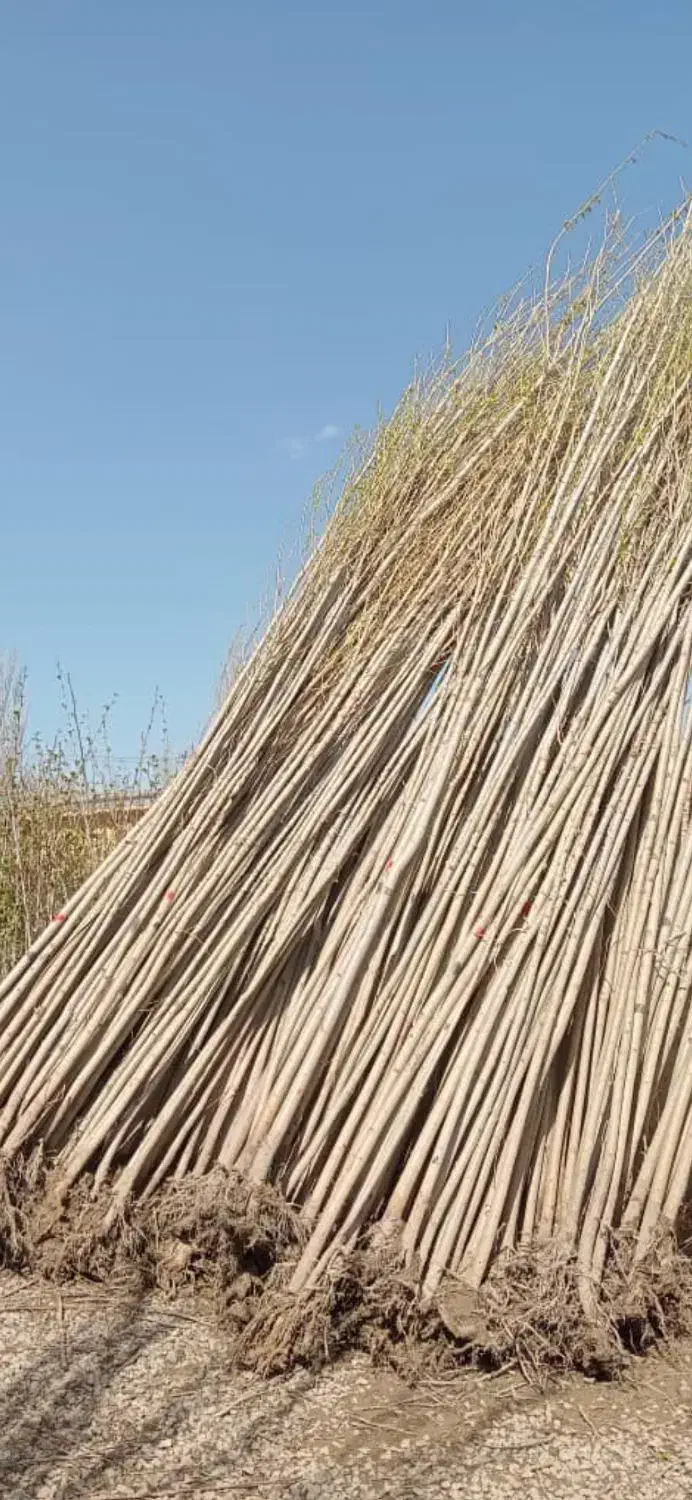 نهال صنوبر برای جنگل کاری|خدمات باغبانی و درختکاری|قائم‌شهر, |دیوار