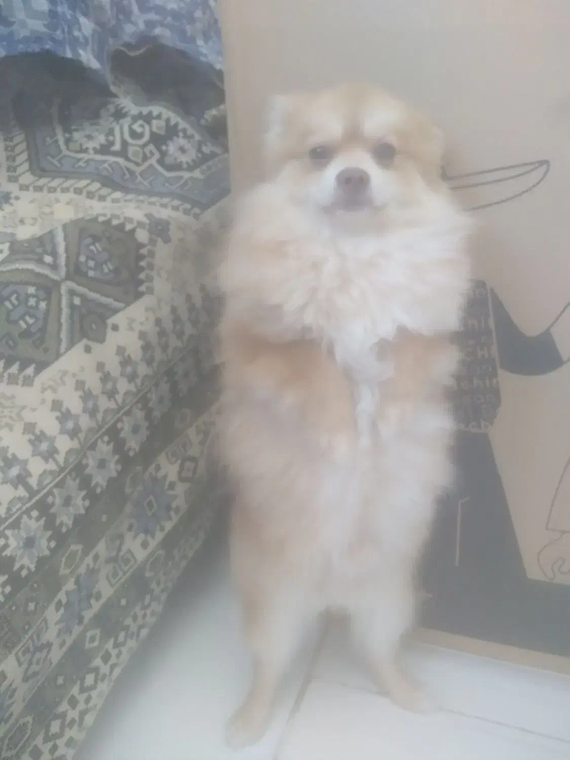 سلام سگ پامرخرسی نر  به علت جابجایی دارم میفروشم|سگ|پرند, فاز ۶|دیوار