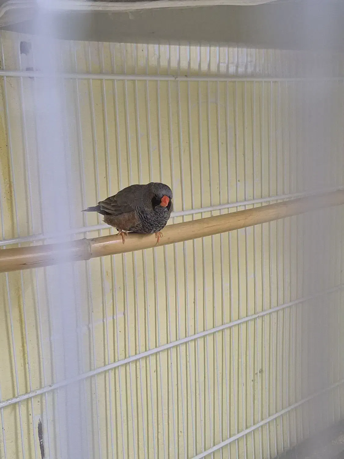 فنچ شارکول|پرنده|بندرعباس, |دیوار