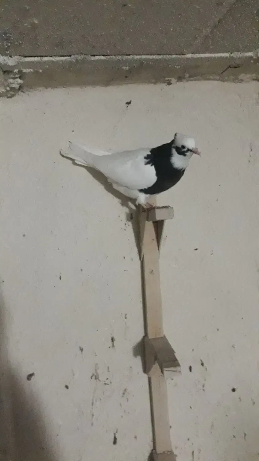 کبوتر|پرنده|شیراز, رکن‌آباد|دیوار