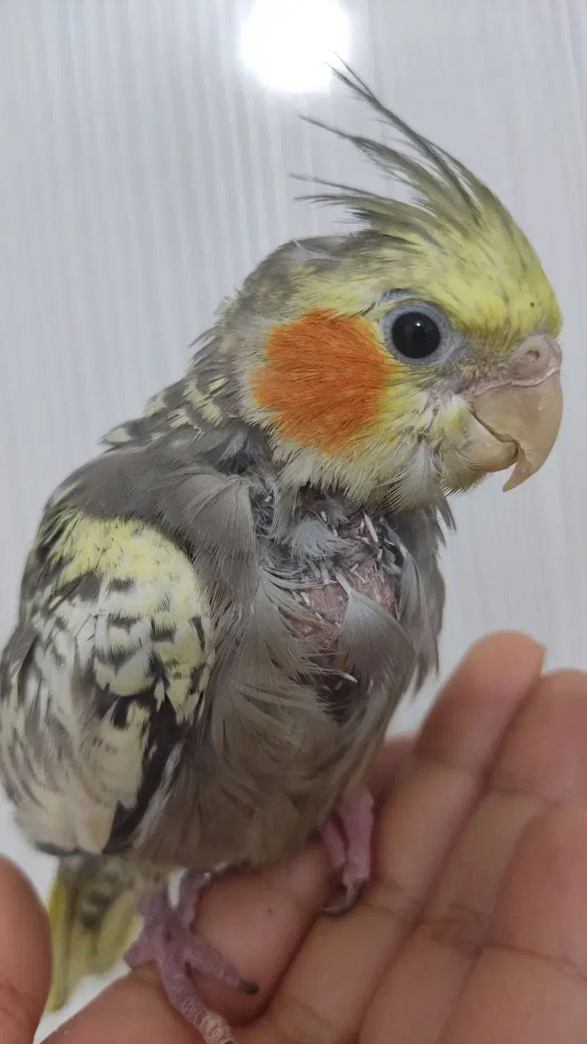 گمشده  گمشده|حیوانات|بندر ماهشهر, |دیوار