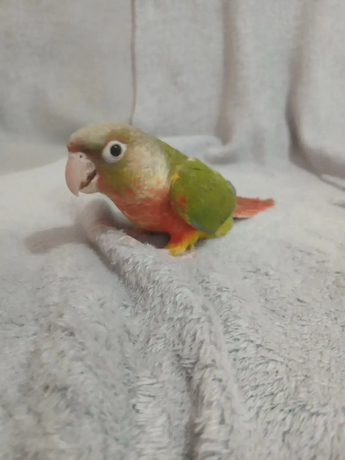 گرینچیک گیرینچیک سانچیک|پرنده|ماهدشت, |دیوار