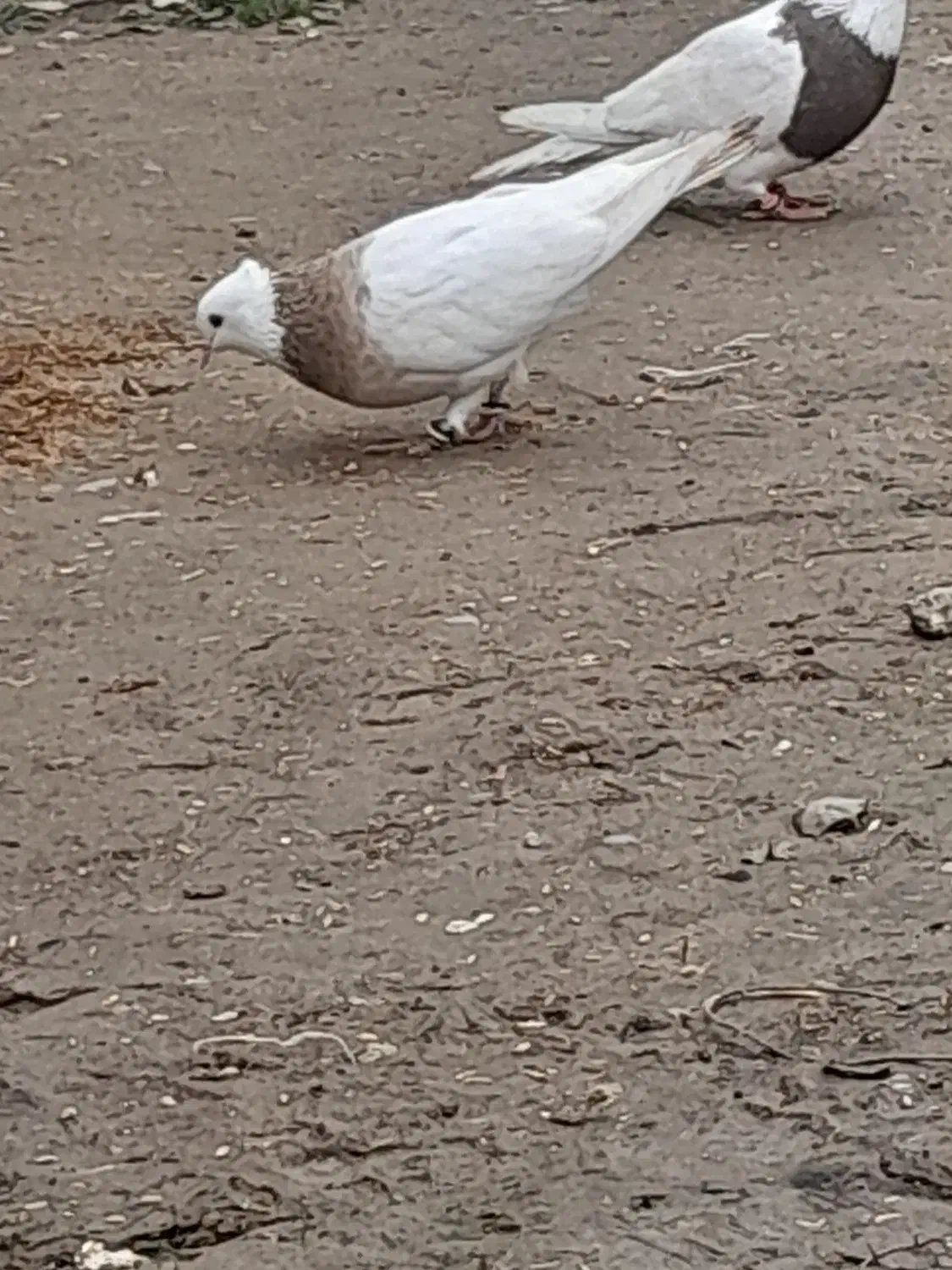 کبوتر طوقی ماده|پرنده|آق قلا, |دیوار