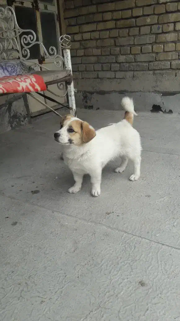 سگ پاکوتاه|سگ|اراک, |دیوار