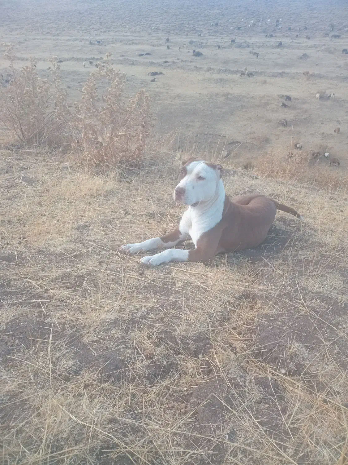 سگ بیت بول|سگ|سراب, |دیوار