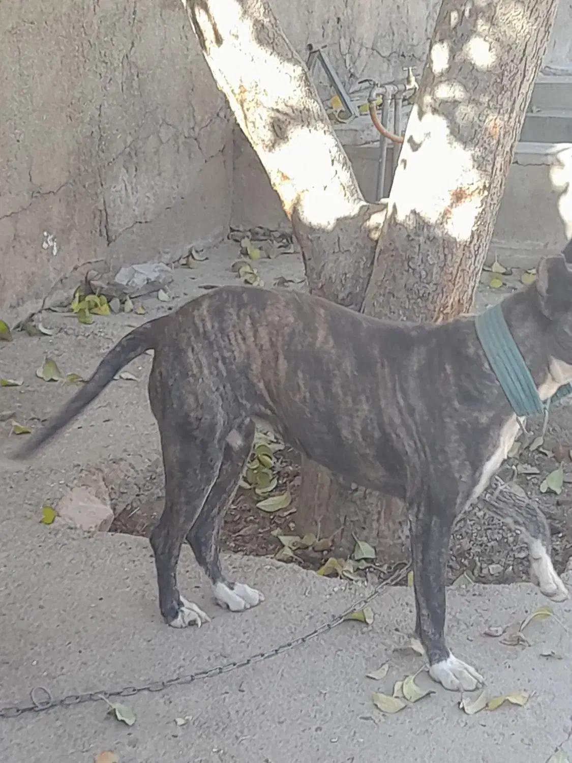 میکس داگوارژانتین کن کسرو|سگ|خزل, |دیوار